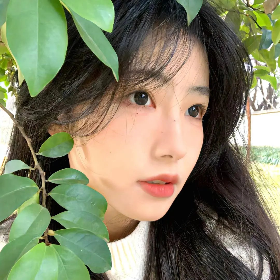 橄榄树之恋